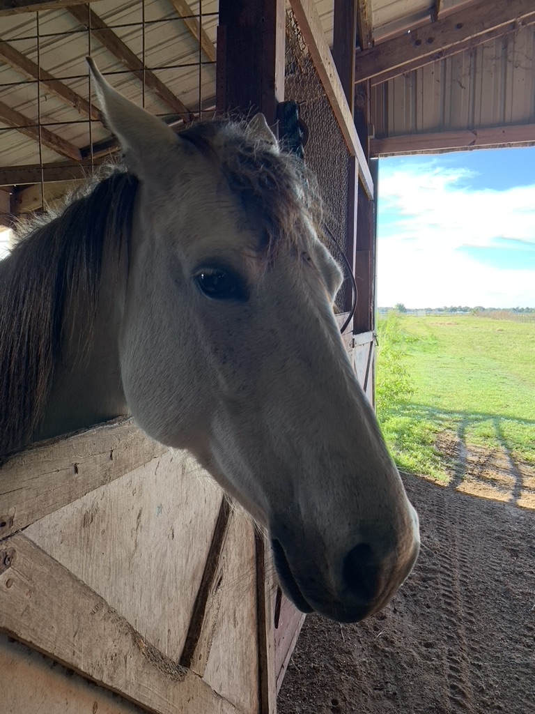 horse